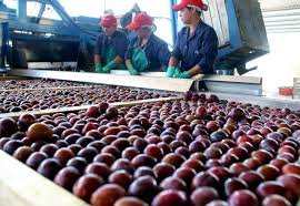 Lanzan fuerte beneficio para productores e industriales de ciruela de Mendoza