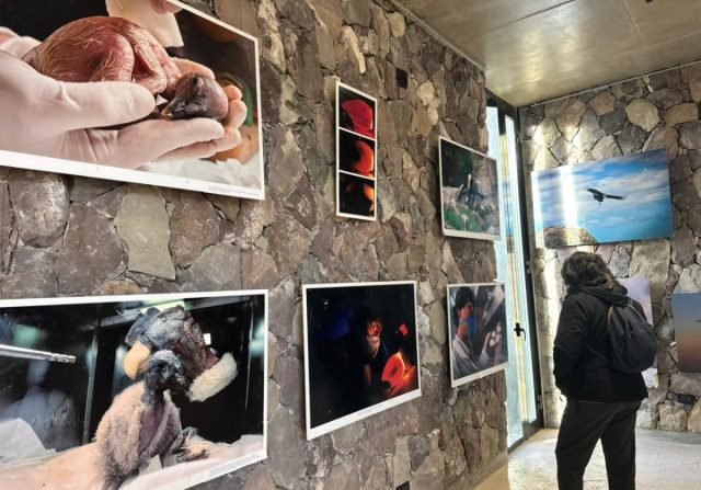 Conservación del Cóndor Andino en el Ecoparque