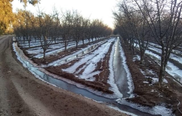 Heladas tardías en Mendoza