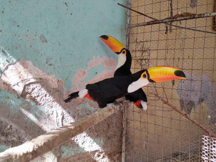 Ambiente recuperó más de 20 aves de la fauna silvestre y exótica de una vivienda en Godoy Cruz